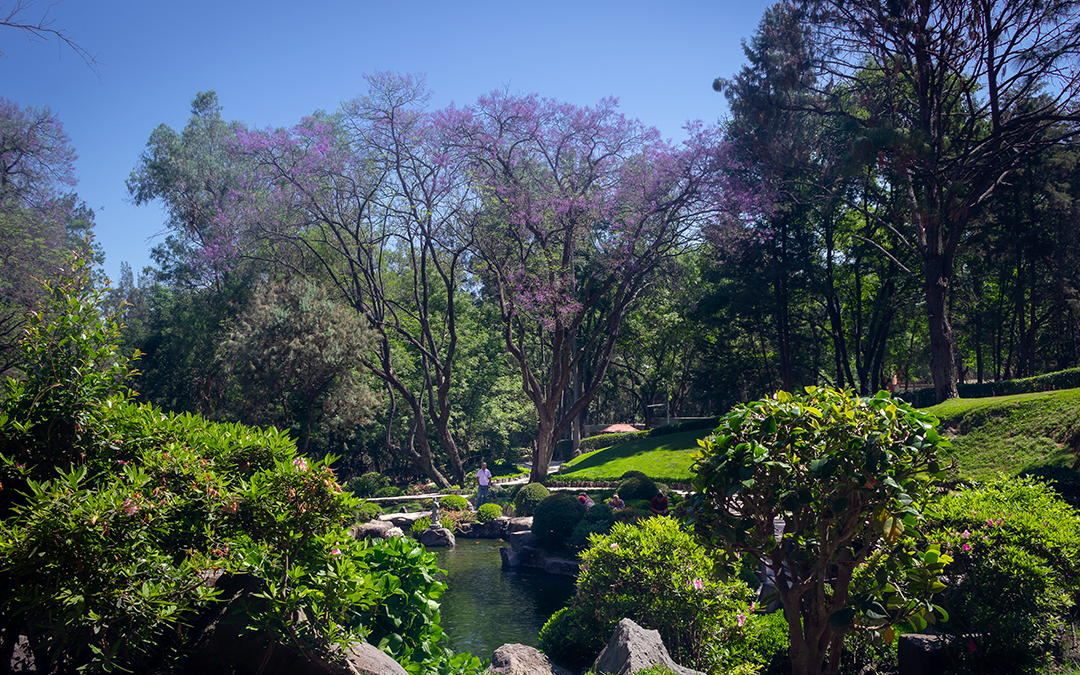 Jardín Japones Parque Colomos