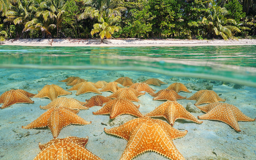 Qué son las conchas de mar y por qué debes dejarlas en la playa – Acuario  Michin Puebla