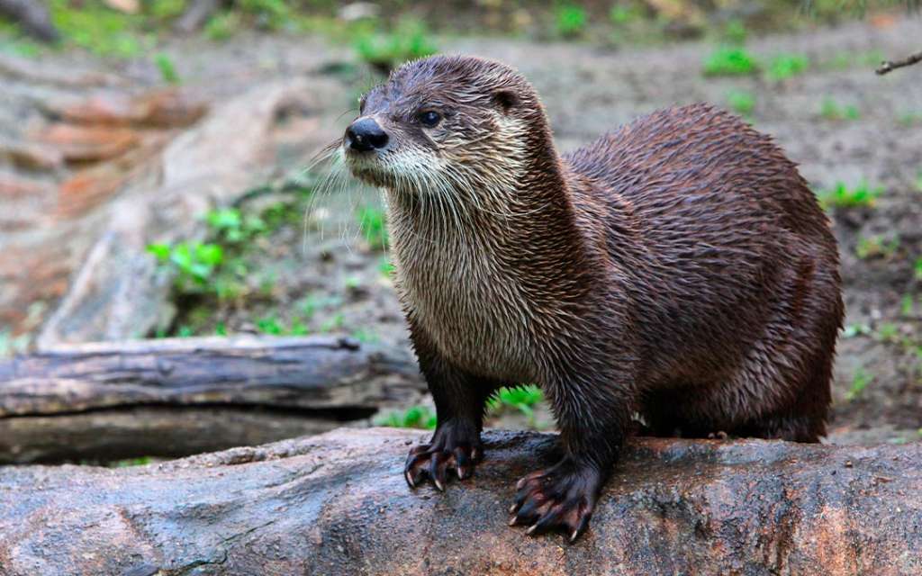 8 datos curiosos e interesantes de la nutria de río