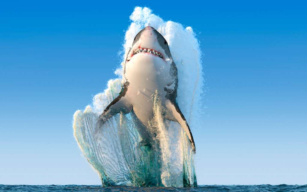Tiburones
