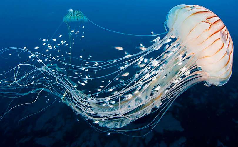 Conoce 8 asombrosas medusas que te encantarán