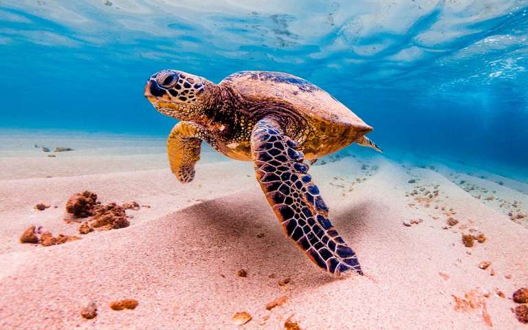 Conoce Todo Sobre Las Fascinantes Tortugas Marinas Acuario Michin Puebla conoce-todo-sobre-las-fascinantes-tortugas-marinas-acuario-michin-puebla