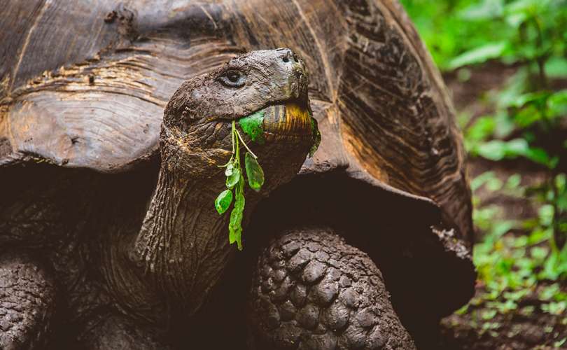 Diego, la tortuga heroína de las Galápagos, es liberada en su hábitat