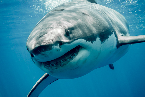 ¿Te encantan los tiburones? ¡Descubre todo sobre ellos!