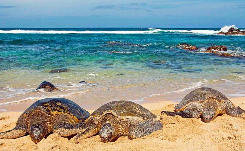 Se registran 21 nidos de tortuga marina en Cozumel