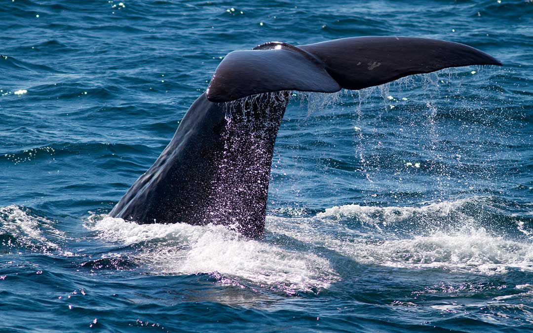 Liberan a ballena atrapada en red de pesca