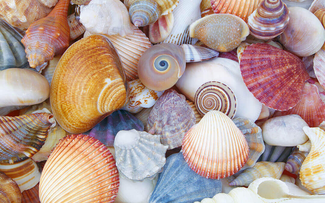 Qué son las conchas de mar y por qué debes dejarlas en la playa