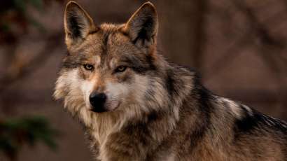 Nacen cachorros de lobos mexicanos en plena pandemia