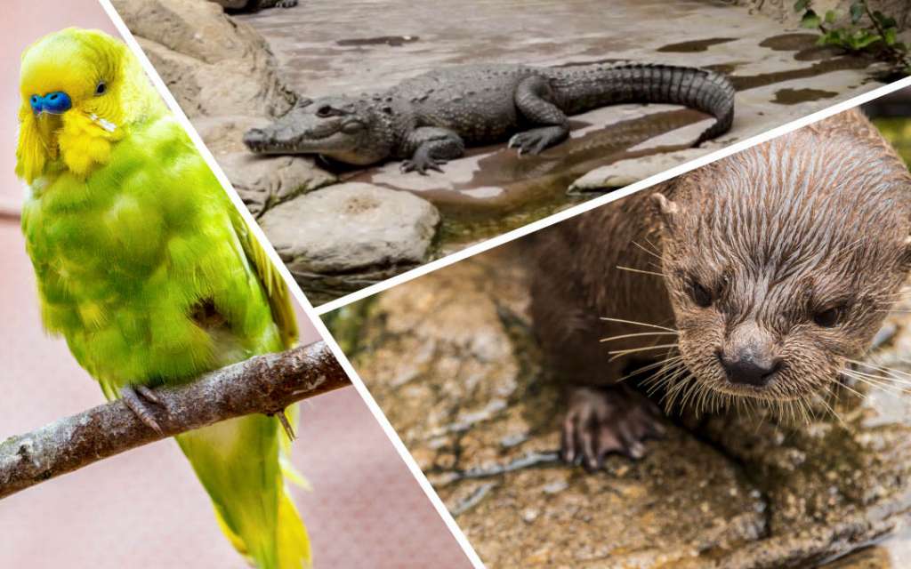 ¿Qué especie del ecosistema Ríos y lagos va más con tu personalidad?