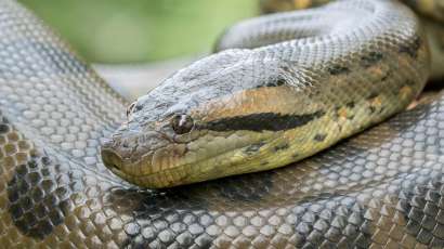 Anaconda: conoce todo sobre esta impresionante especie