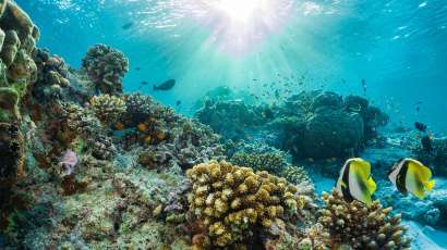 Científicos crean una esperanza de vida para los arrecifes de coral