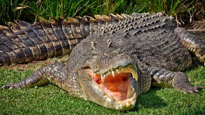 Conoce al cocodrilo más grande del mundo y sorpréndete