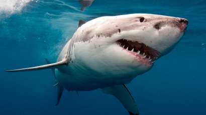 ¿Tiburones asesinos? Conoce 5 mitos sobre esta fascinante especie