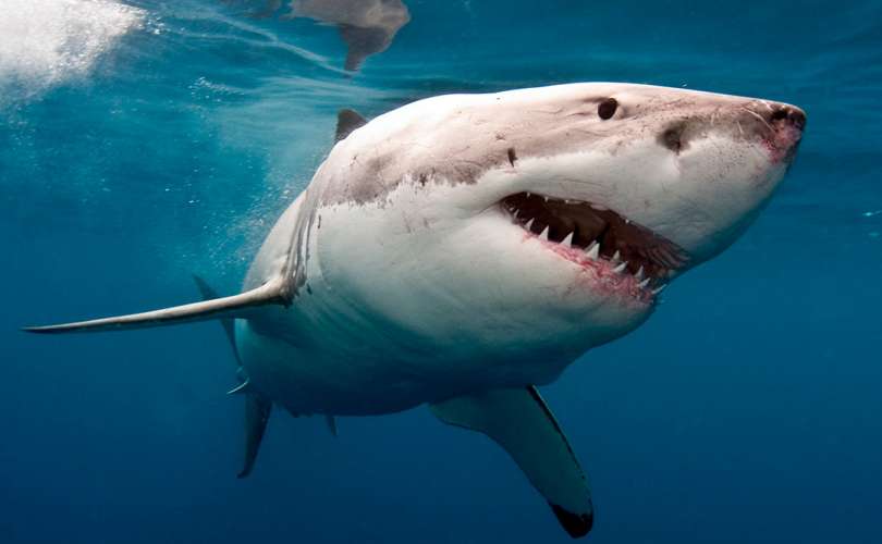 ¿Tiburones asesinos? Conoce 5 mitos sobre esta fascinante especie
