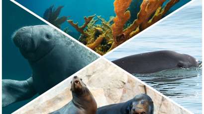 Especies marinas mexicanas como la vaquita marina, la totoaba, el manatí, el lobo fino y el coral cuerno de alce.