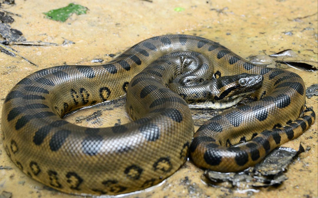 Anaconda verde (Eunectes murinus)
