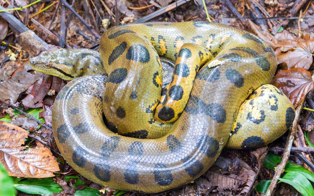 Anaconda amarilla (Eunectes notaeus)