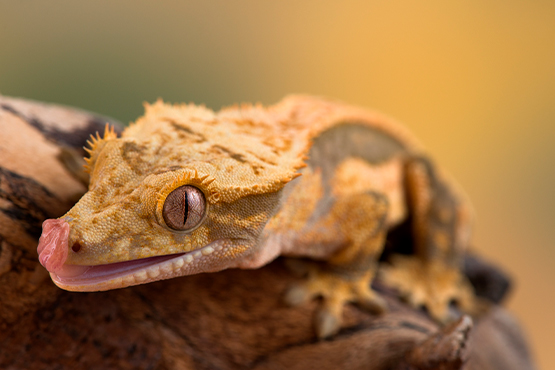 Gecko crestado (Correlophus ciliatus)