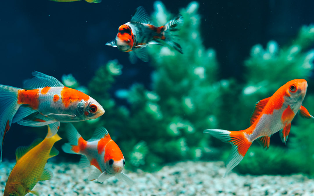 Escoge a las especies para tu acuario en casa