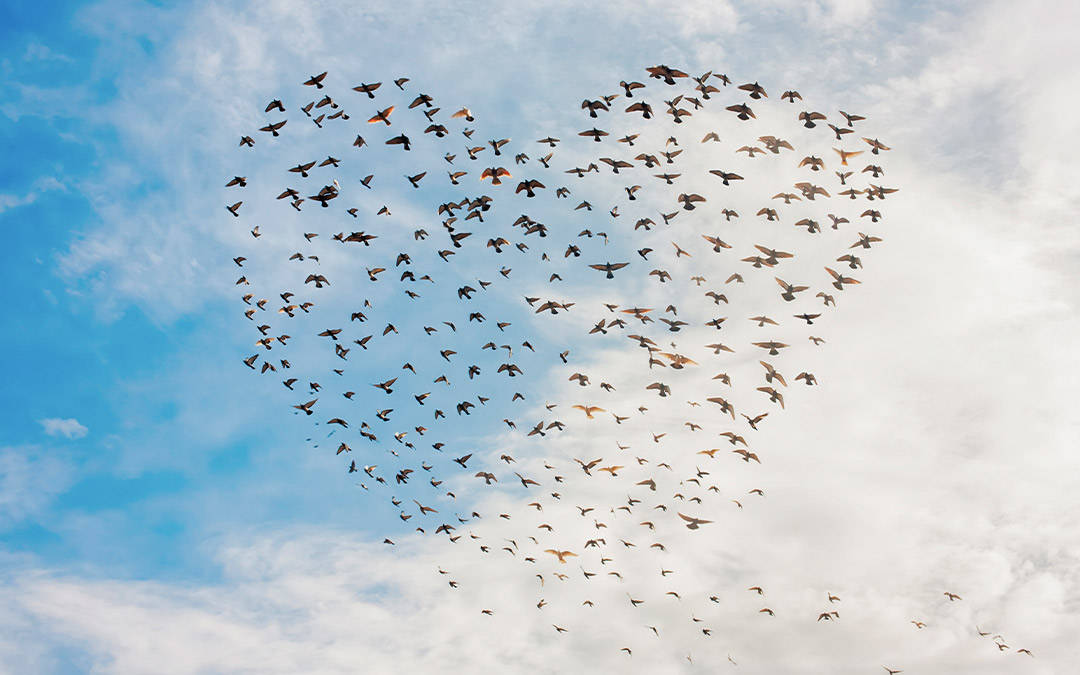 ¿Cómo podemos ayudar en su viaje a las aves migratorias?