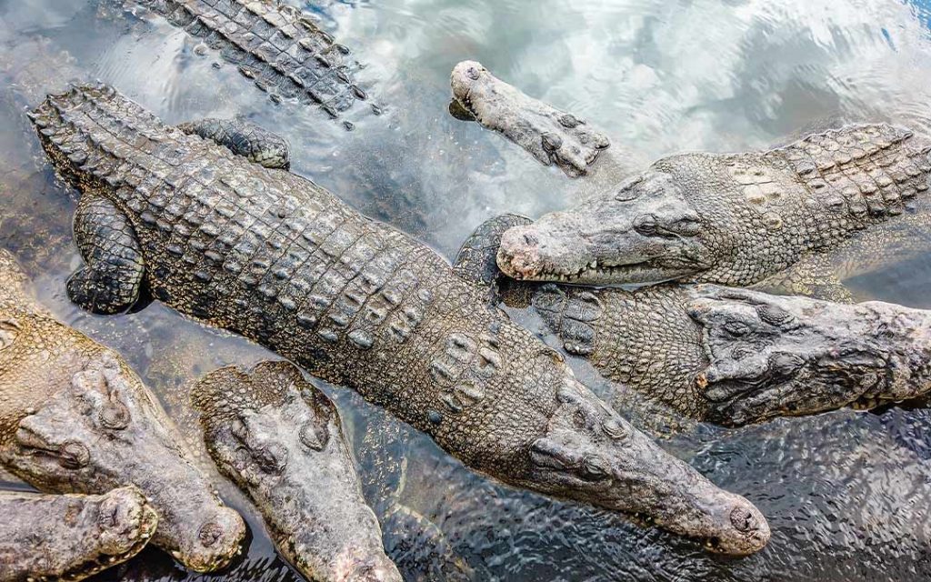 Comportamiento de los cocodrilos en México.