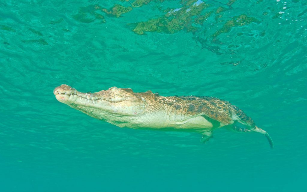El cocodrilo deja de respirar para nadar en altamar