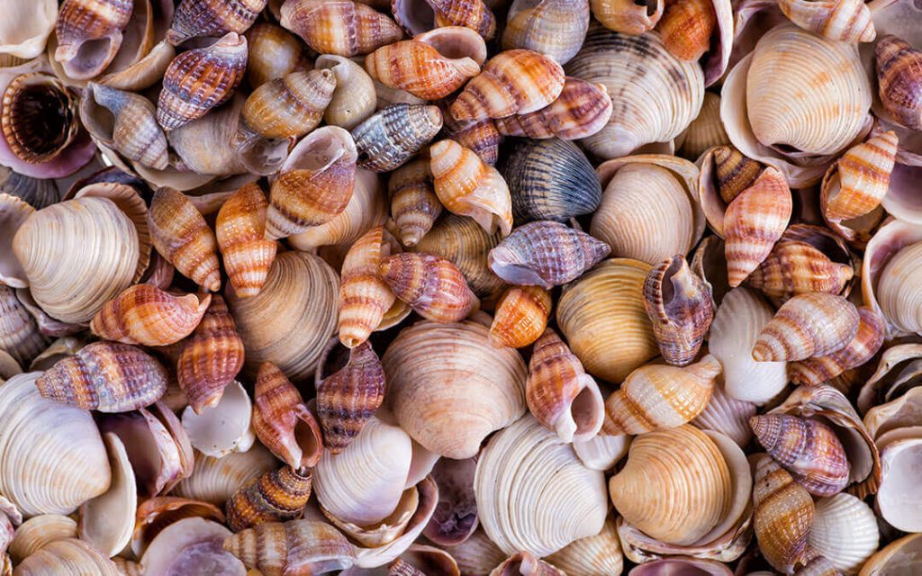 ¿Qué son las conchas de mar?