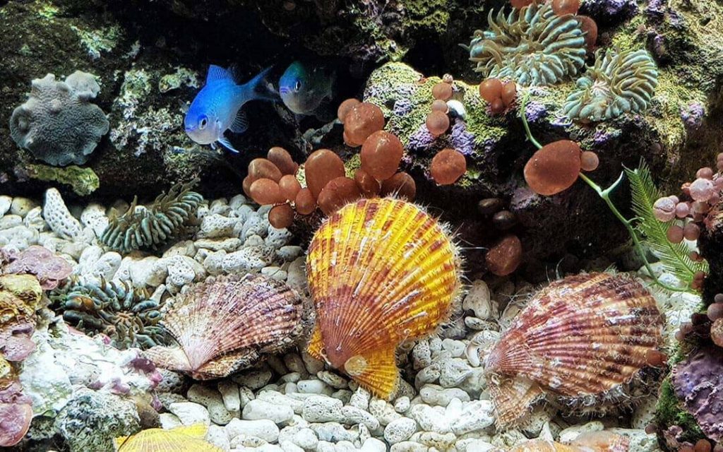 Colores de las conchas de mar