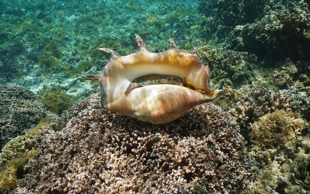 Tamaños de las conchas marinas