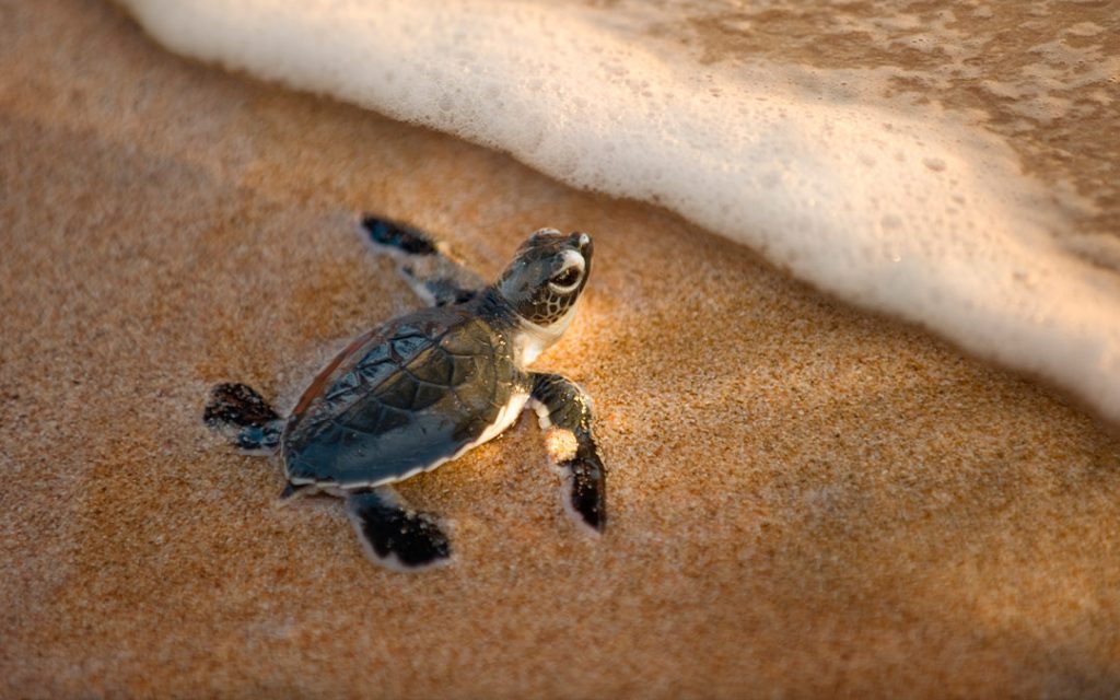 Reproducción y nacimiento de tortugas marinas