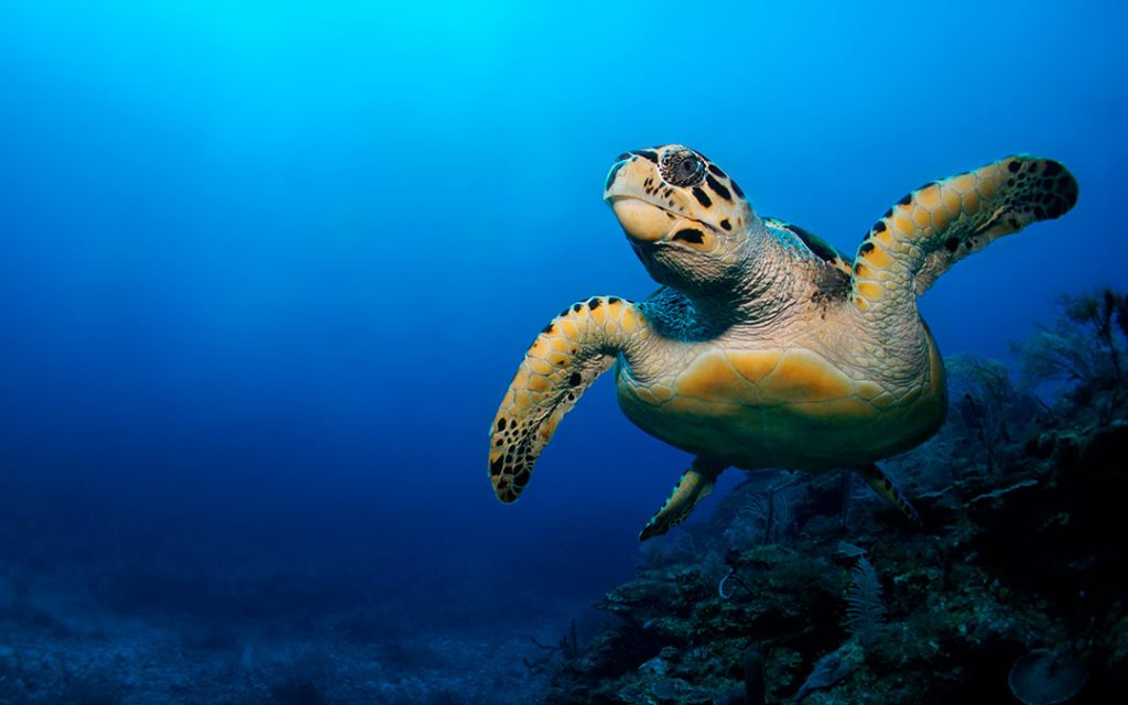 Las tortugas marinas en México