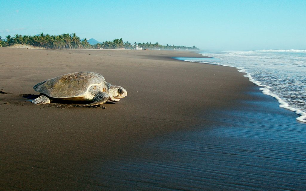 Protección de tortugas marinas en México