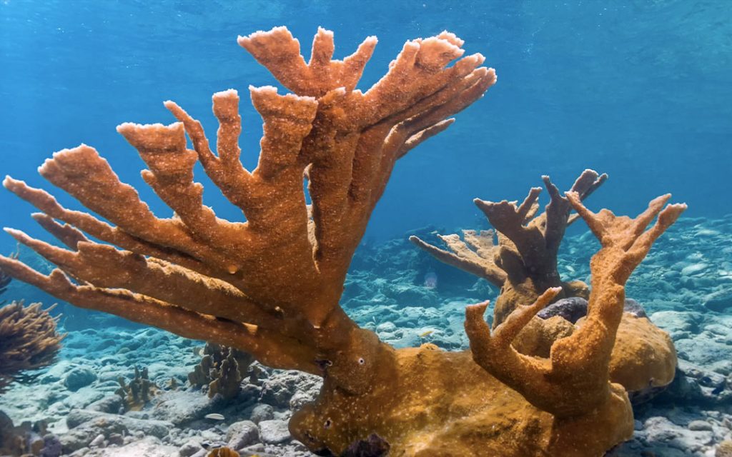 Imagen del coral cuerno de alce, que también se le encuentra en los mares del sureste mexicano. Es una especie amenazada. 