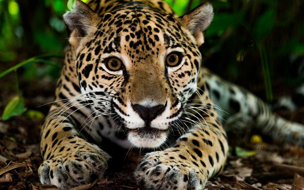 Características del jaguar