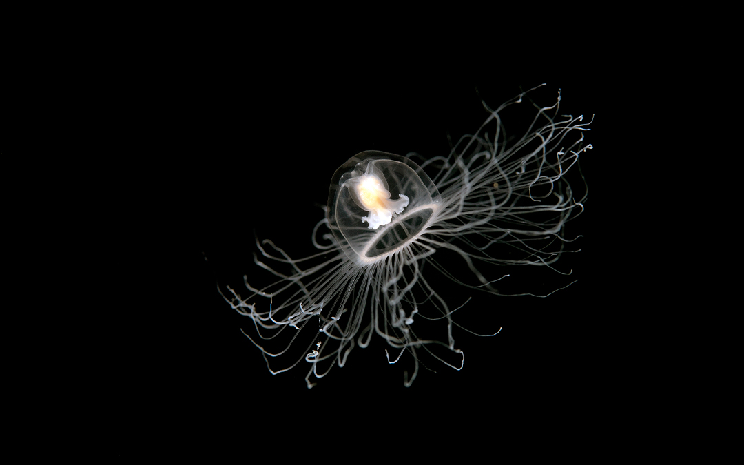  Medusa inmortal (Turritopsis Nutricula)