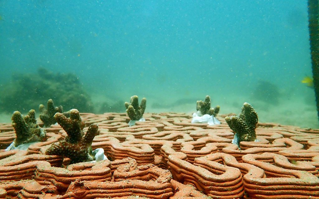 Científicos crean una esperanza de vida para los arrecifes de coral