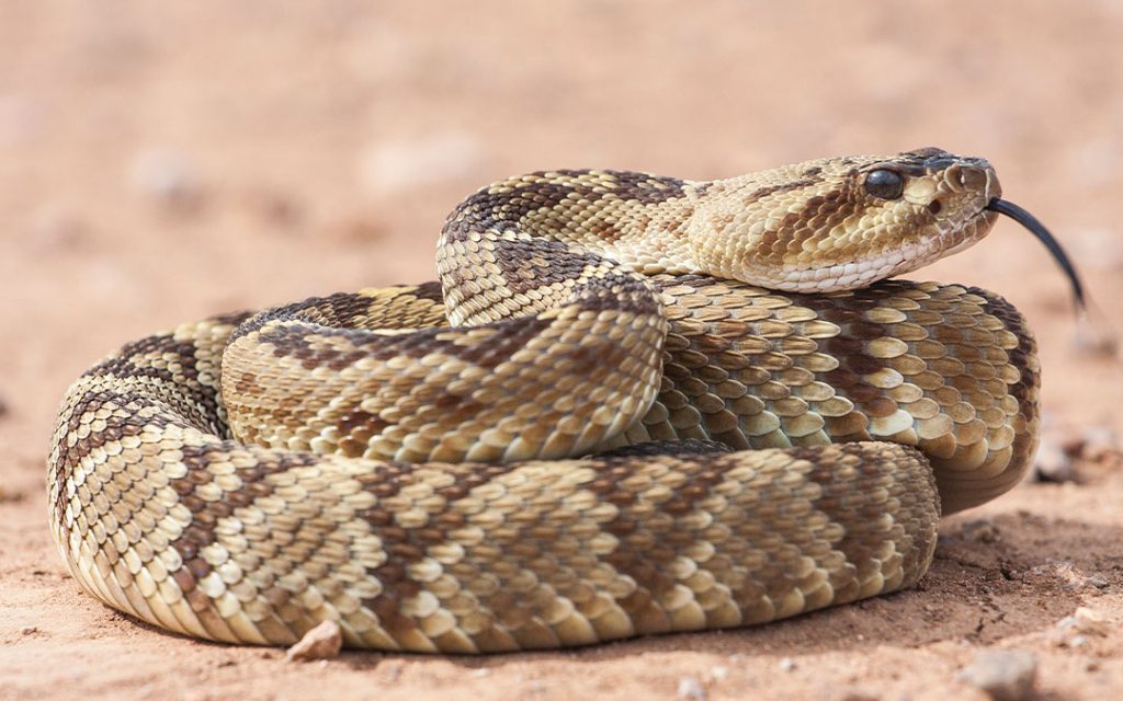 Serpientes venenosas en México: cascabel cola negra