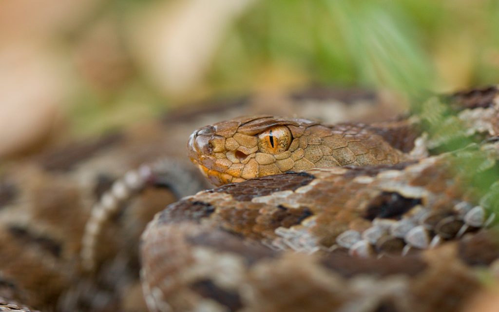 Serpientes venenosas en México: palanca