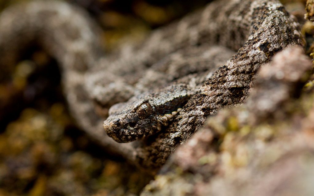 Serpientes venenosas en México: cascabel de Tláloc