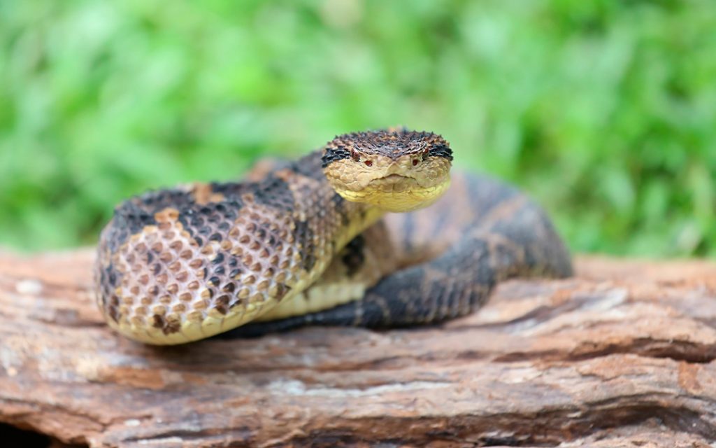 Serpientes venenosas en México: tepocho