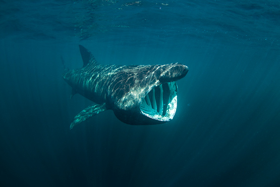 Tiburón peregrino, ¡impresionante!