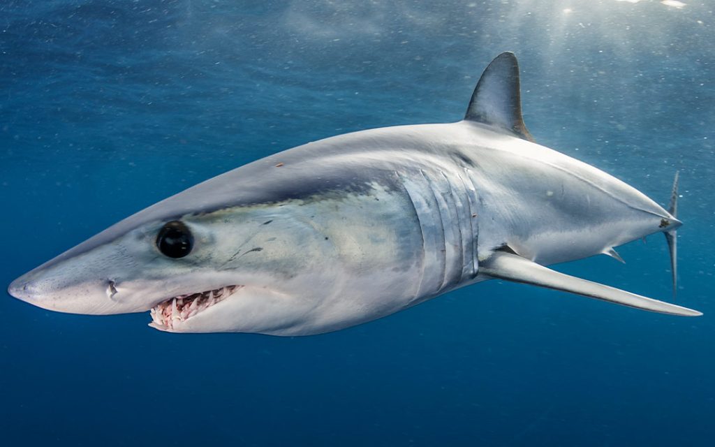 Los tiburones huelen la sangre humana