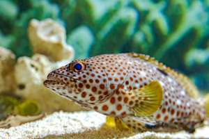 Acuario Michin Puebla - Especie 2