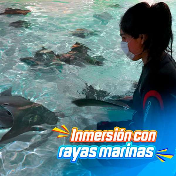 Inmersión con rayas marinas