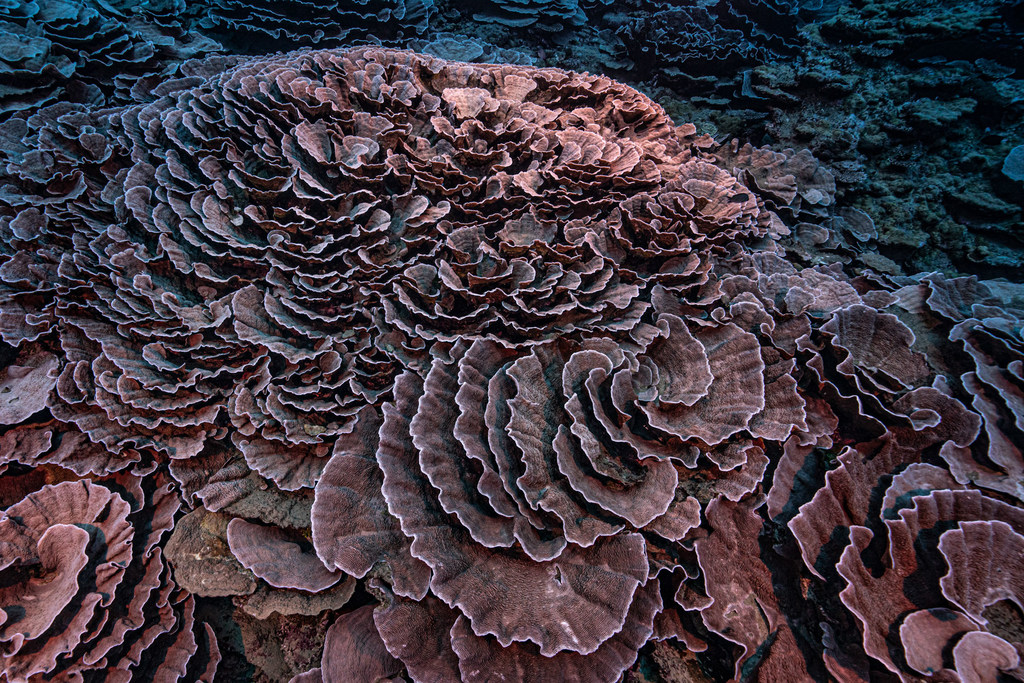 El arrecife de coral se ha descubierto en la costa de Tahití en la Polinesia francesa.