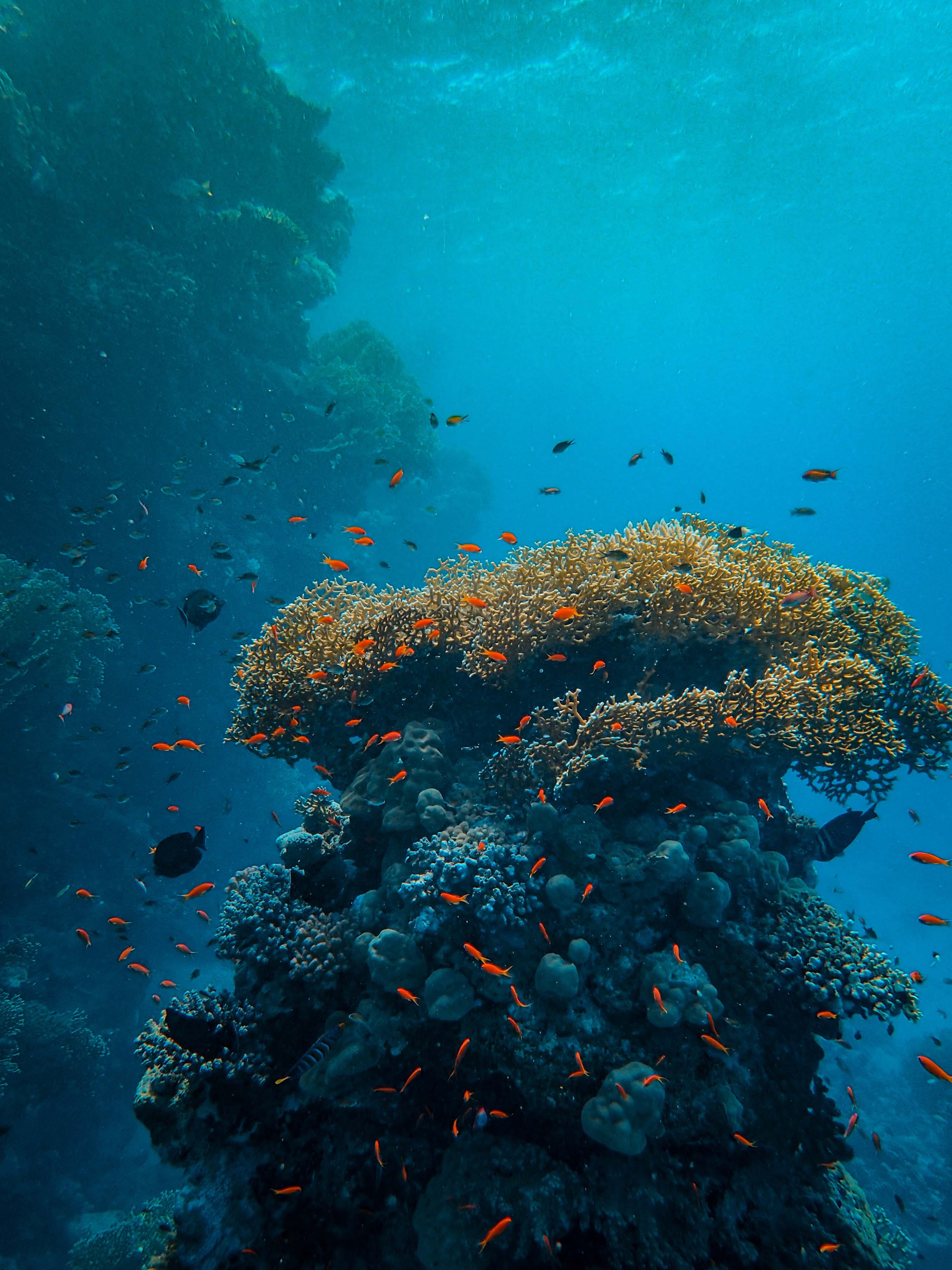 Fotografía Submarina De Arrecifes De Coral En El Agua