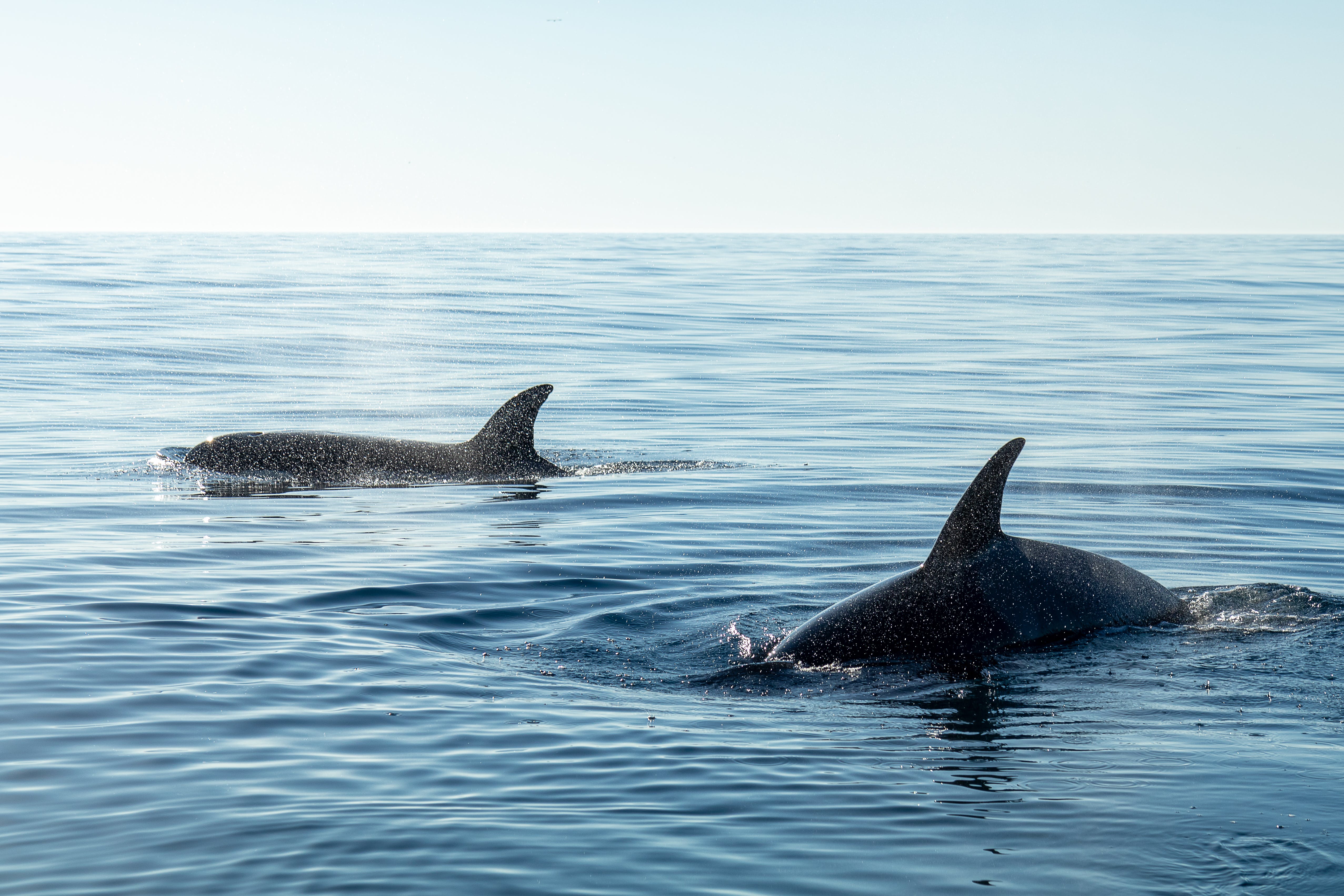 Fotos de stock gratuitas de animales marinos, ballenas, criaturas del mar