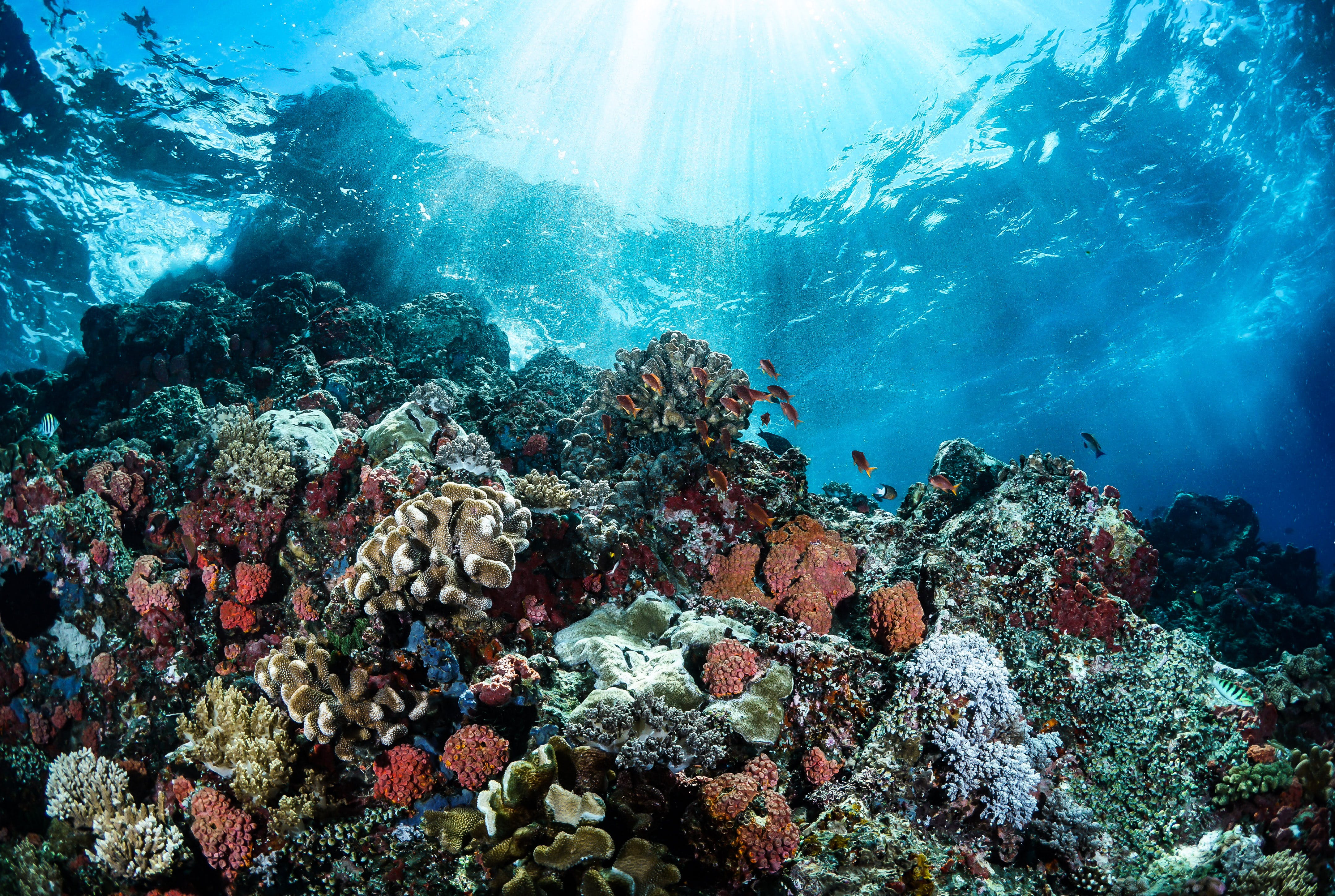 Free Fotos de stock gratuitas de agua Azul, arrecife de coral, bajo el agua Stock Photo