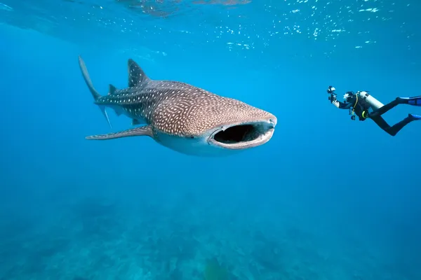 Tiburón ballena y fotógrafo submarino — Foto de Stock