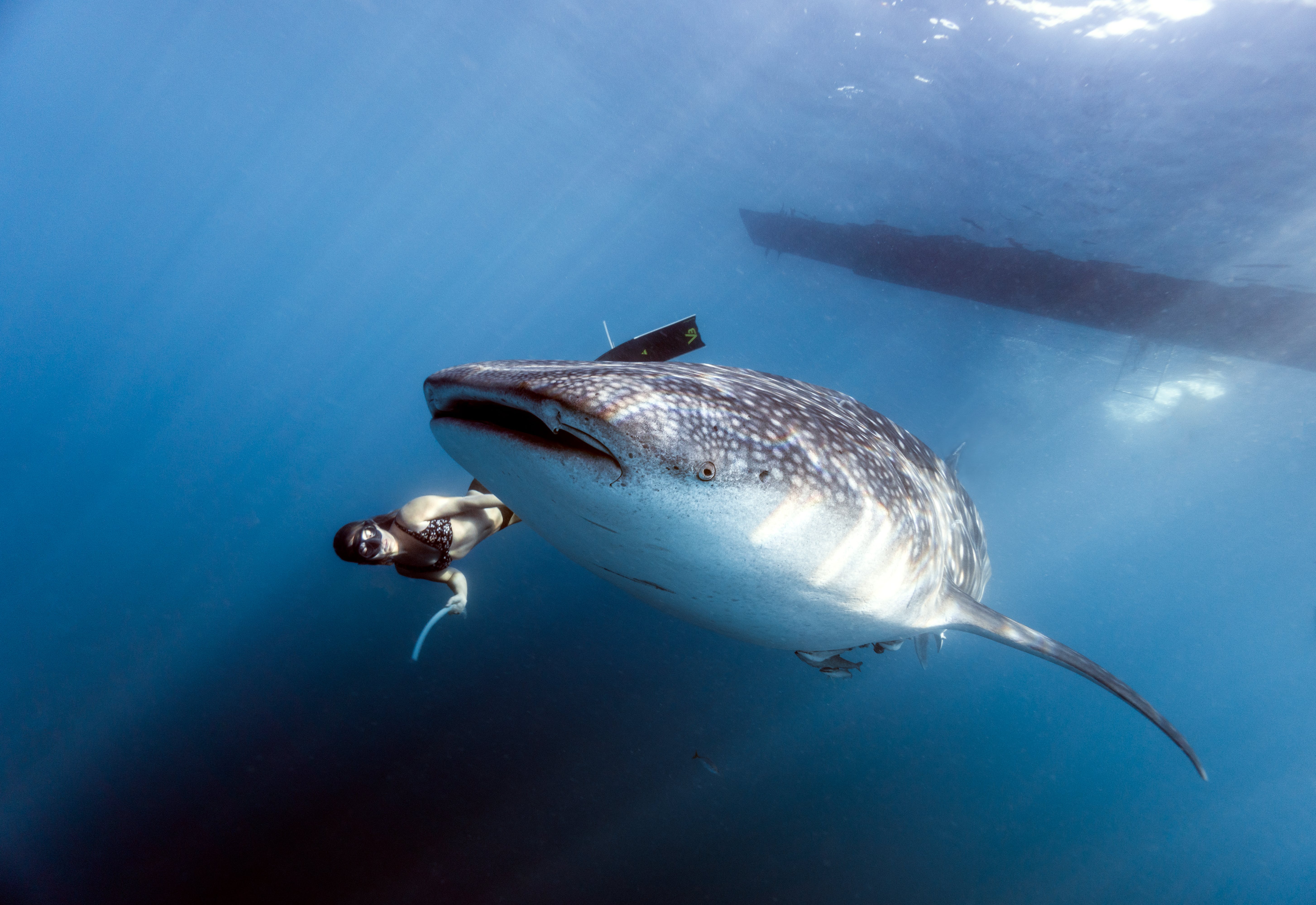 Gratis Fotos de stock gratuitas de animal marino, animales acuáticos, bajo el agua Foto de stock